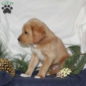 Blitzen, Labrador Mix Puppy